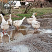 Coppia oche commerciali