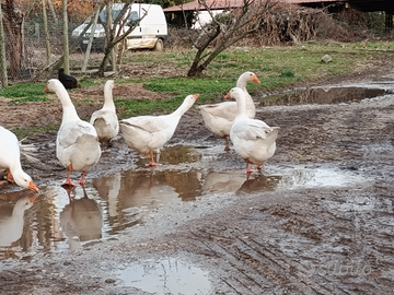 Coppia oche commerciali