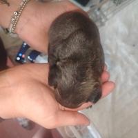 Cuccioli di buldog francese