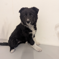 Chloé cucciola di border collie