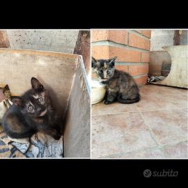 Gatti europei di 1 mese e mezzo