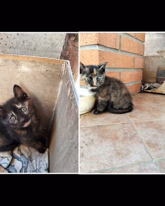 Gatti europei di 1 mese e mezzo