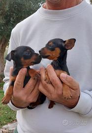 Cuccioli maschi di Pinscher
