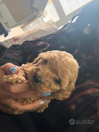 Barboncino albicocca