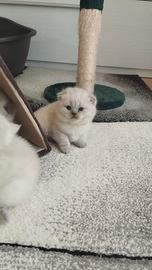 Cuccioli scottish fold e straight