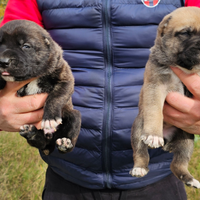 Cuccioli di pastore asia centrale