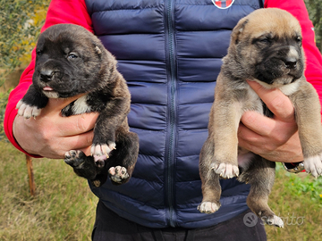 Cuccioli di pastore asia centrale