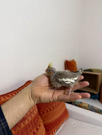 Pappagalli Calopsite ALLEVATI A MANO