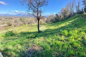 TER. AGRICOLO A COLONNA