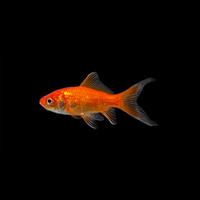 Pesci Rossi