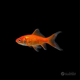 Pesci Rossi