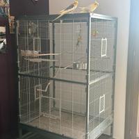 Calopsite con Voliera