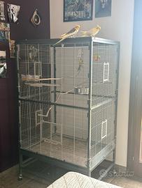 Calopsite con Voliera