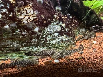 Ancistrus pulitori acquario