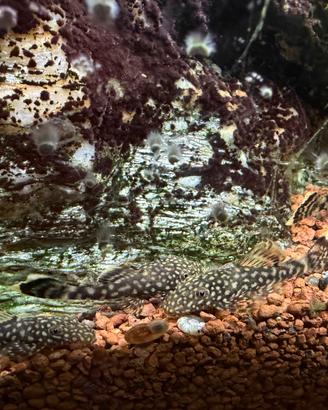 Ancistrus pulitori acquario