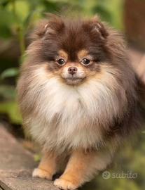 Spitz di Pomerania femmina un anno