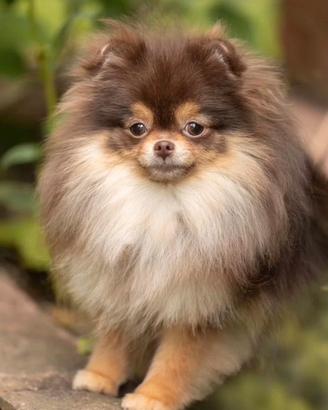 Spitz di Pomerania femmina un anno