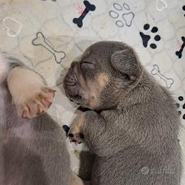 Cuccioli bulldog francese