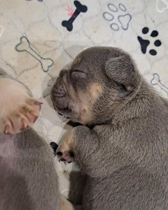 Cuccioli bulldog francese