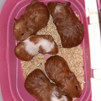 Cuccioli di Cavie portatrici di american crested