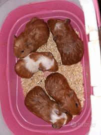 Cuccioli di Cavie portatrici di american crested