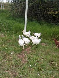 Galline ovaiole Sussex