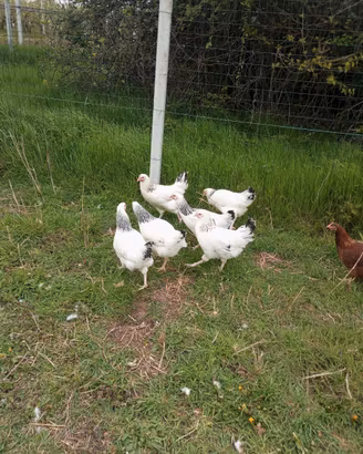 Galline ovaiole Sussex