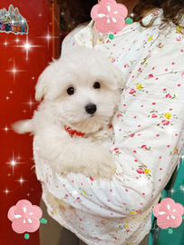 Allevamento Amatoriale Top Maltesi a Siracusa