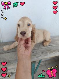 Cocker spaniel