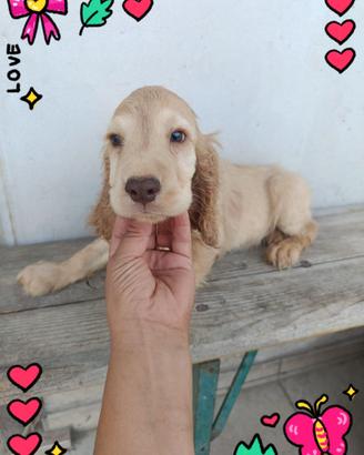 Cocker spaniel
