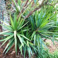 YUCCA GROSSA