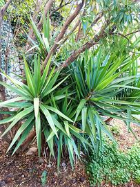 YUCCA GROSSA