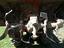 Immagine 5