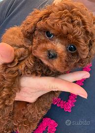 Barboncino dark red puro Teacup asiatico