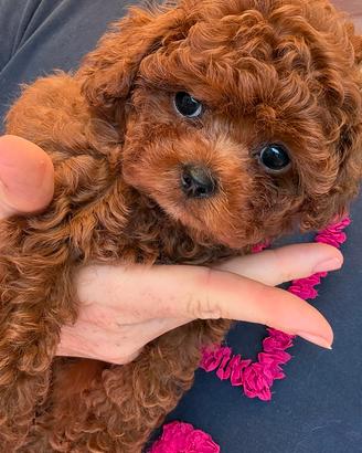Barboncino dark red puro Teacup asiatico