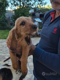 Cucciolo segugio dell'appennino