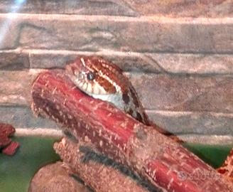 Pitone Boa Elaphe Pogona Serpenti Rettili