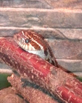 Pitone Boa Elaphe Pogona Serpenti Rettili