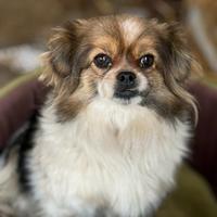 KIKI, dolcissima mix CHIHUAHUA