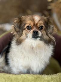 KIKI, dolcissima mix CHIHUAHUA