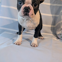 Splendido cucciolo boston terrier, allev. enci