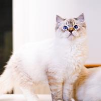 Ragdoll maschio per riproduzione