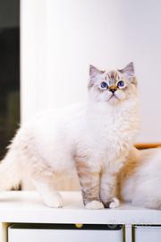 Ragdoll maschio per riproduzione