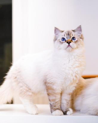 Ragdoll maschio per riproduzione