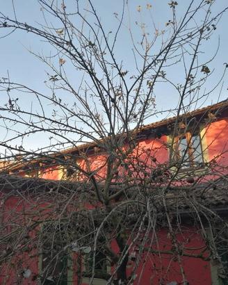 RGE 369/2024 Trib Pavia