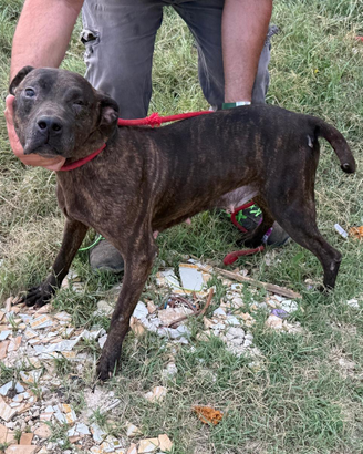 Pit bull