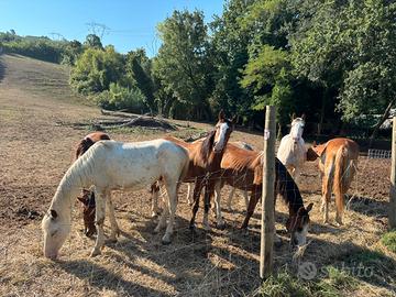 Cavallo (puledri e puledre)