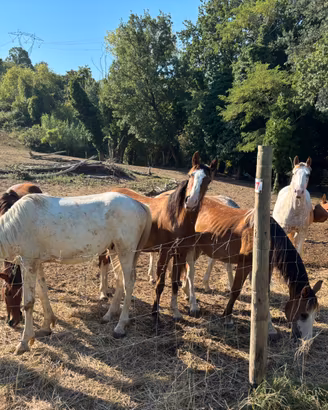 Cavallo (puledri e puledre)