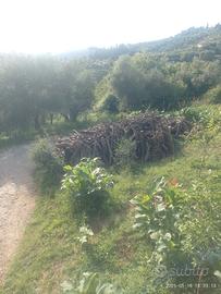 legna da ardere e già tagliata 