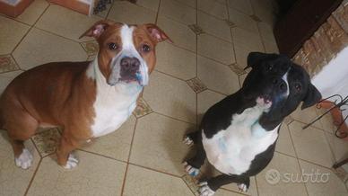 Amstaff in adozione